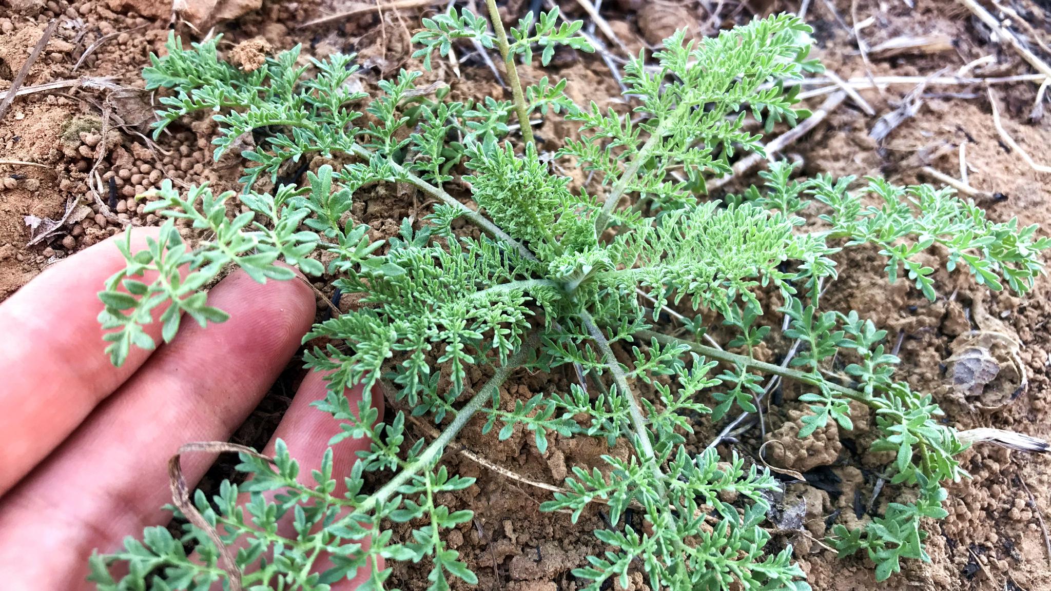 120种野菜介绍，图名并茂，快来认识一下！涨知识不吃亏