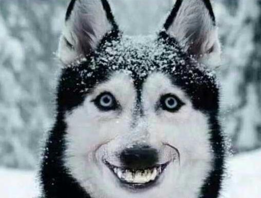 微笑狗的诅咒是真的吗？1990年，哈士奇恐怖照片曝光