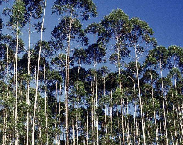 生长速度最快的树木排名（世界上什么树长得最快又高又大）