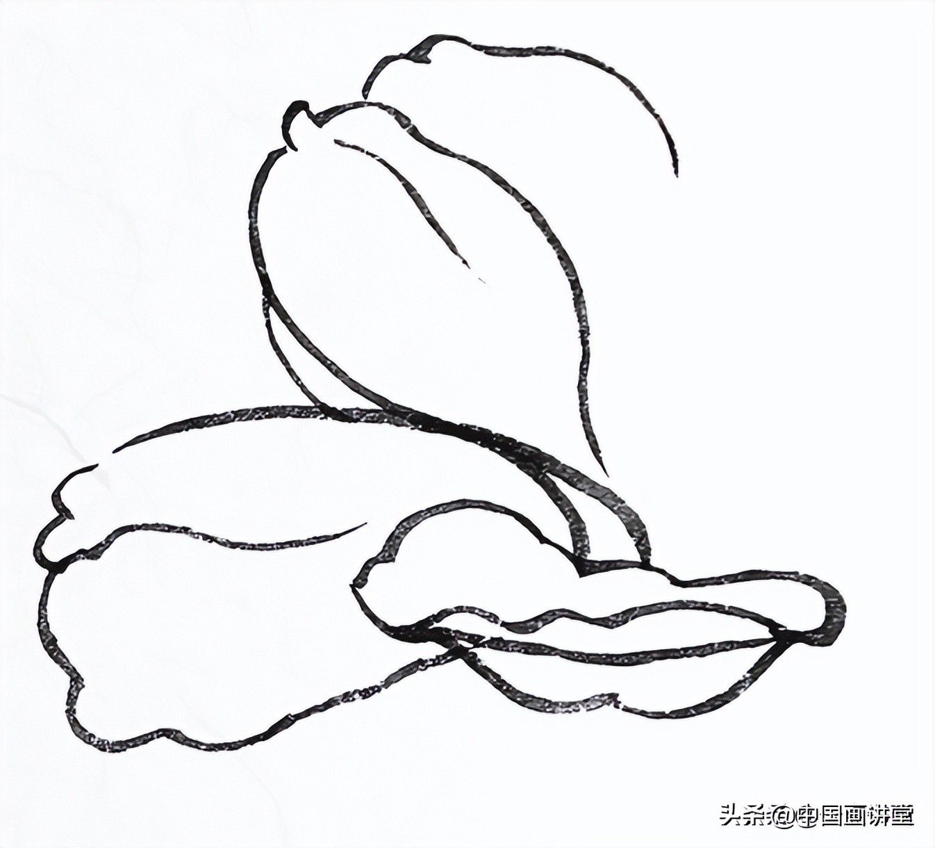 白描玉兰花与桃花画法，简单易上手