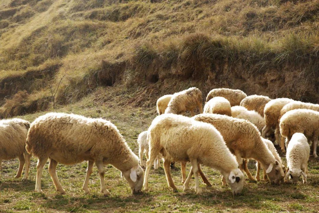 羊不吃草解决的土办法，羊不吃草怎么办？可以试试这样做