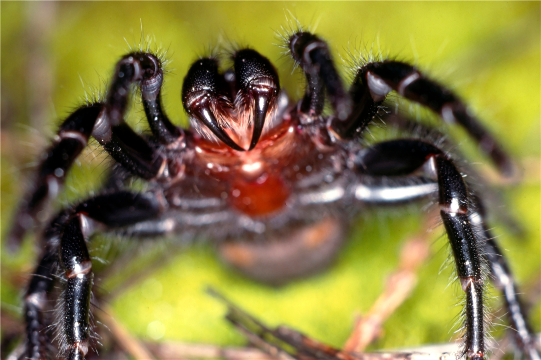这些蜘蛛为何对人类如此致命？科研人员：“不幸的进化巧合”