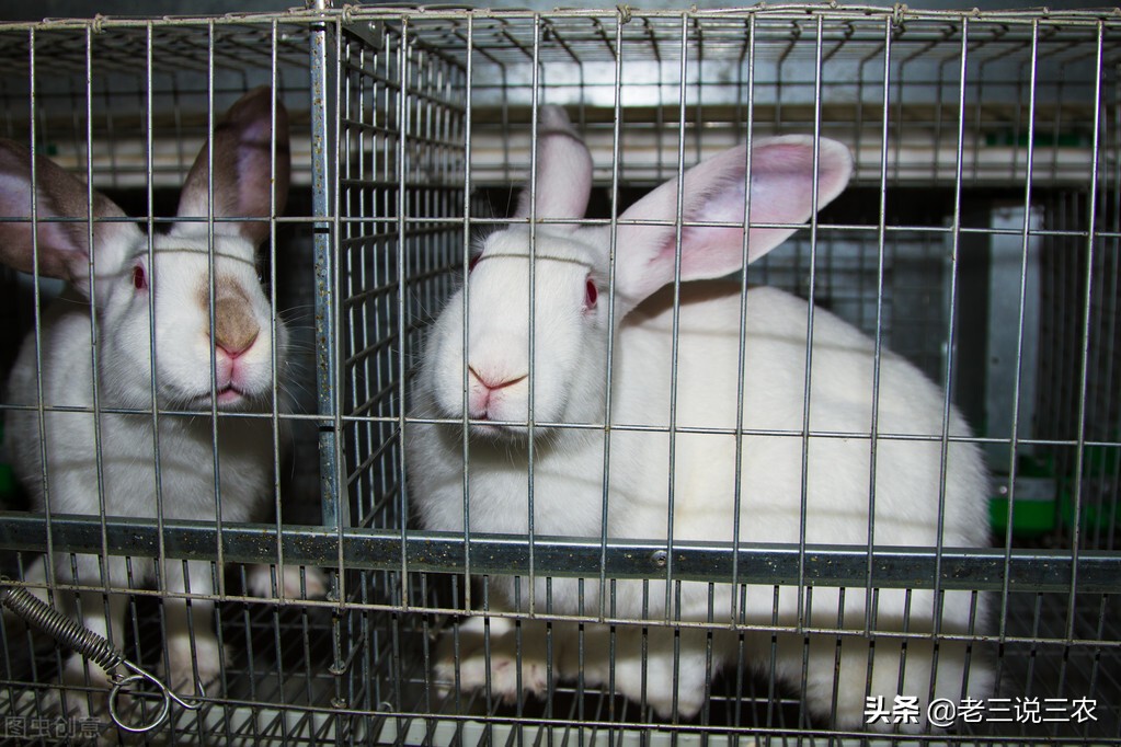 养一只母兔年利润1000元，是养猪的2倍，为啥养兔能挣钱？