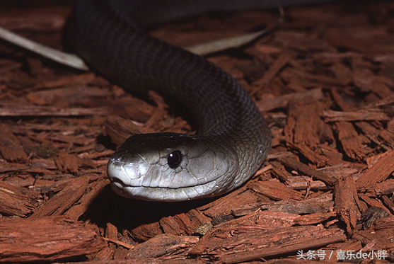 8种毒性最强的蛇排名，眼镜王蛇意外落选