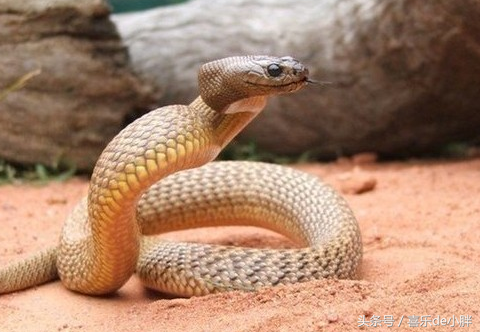 8种毒性最强的蛇排名，眼镜王蛇意外落选