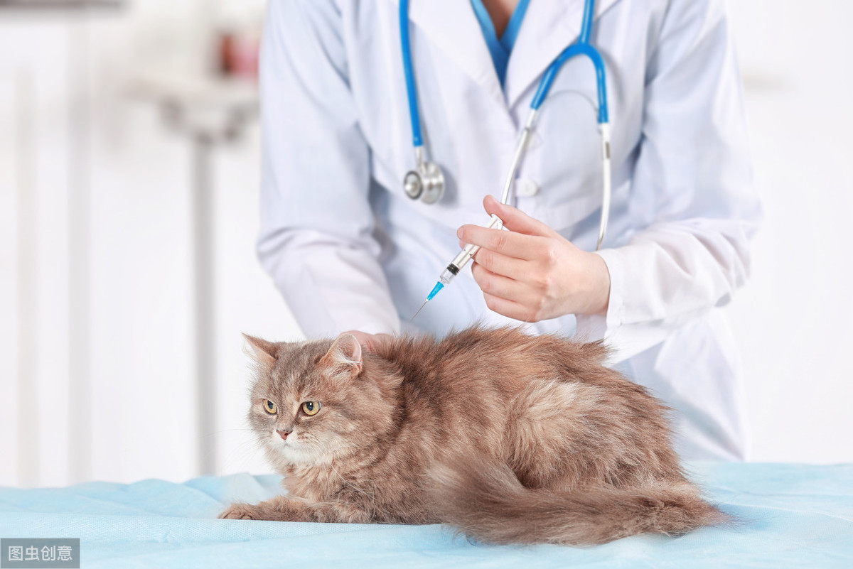 猫注射疫苗三天后死了「打疫苗注意事项！」