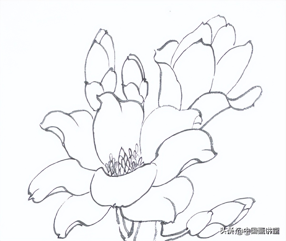 白描玉兰花与桃花画法，简单易上手