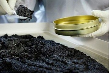 俄国鱼子酱不合一般人的口味，但是超好吃！