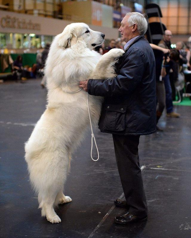 这12种著名的大型犬，知道5个以上，算你厉害