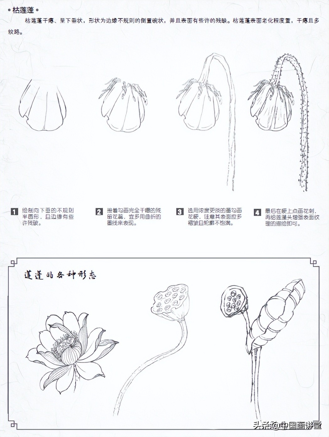 白描玉兰花与桃花画法，简单易上手