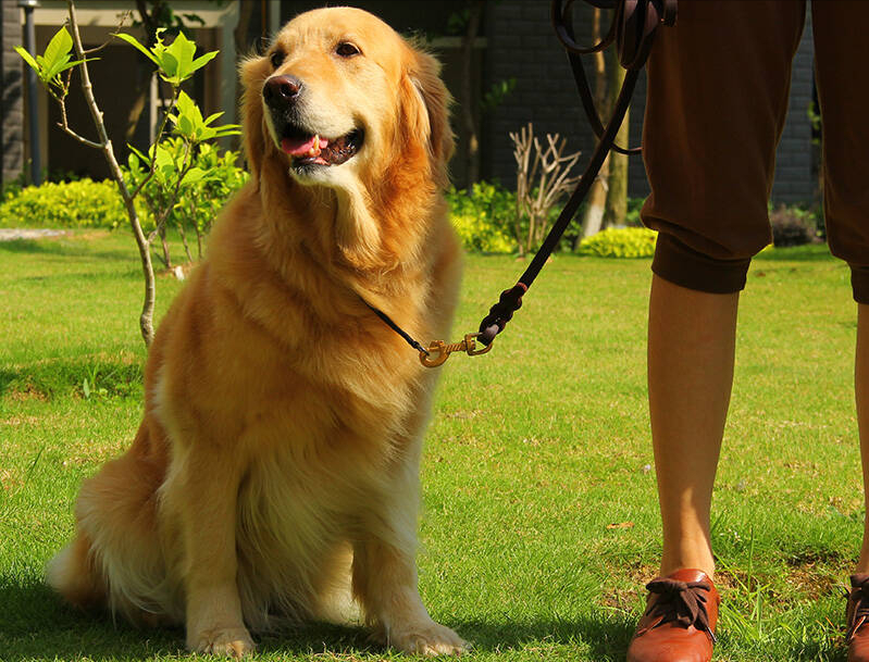 这12种著名的大型犬，知道5个以上，算你厉害