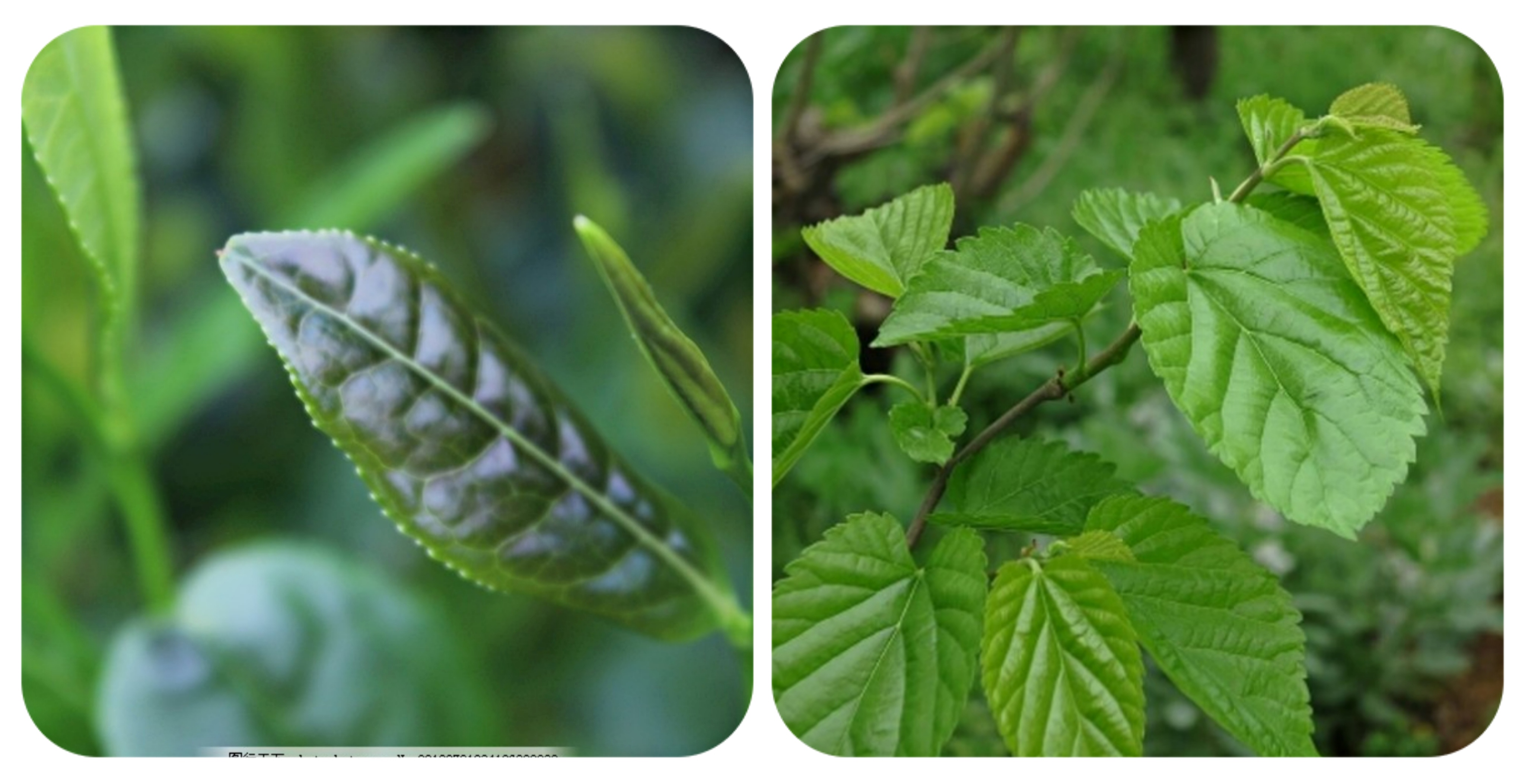 120种野菜介绍，图名并茂，快来认识一下！涨知识不吃亏