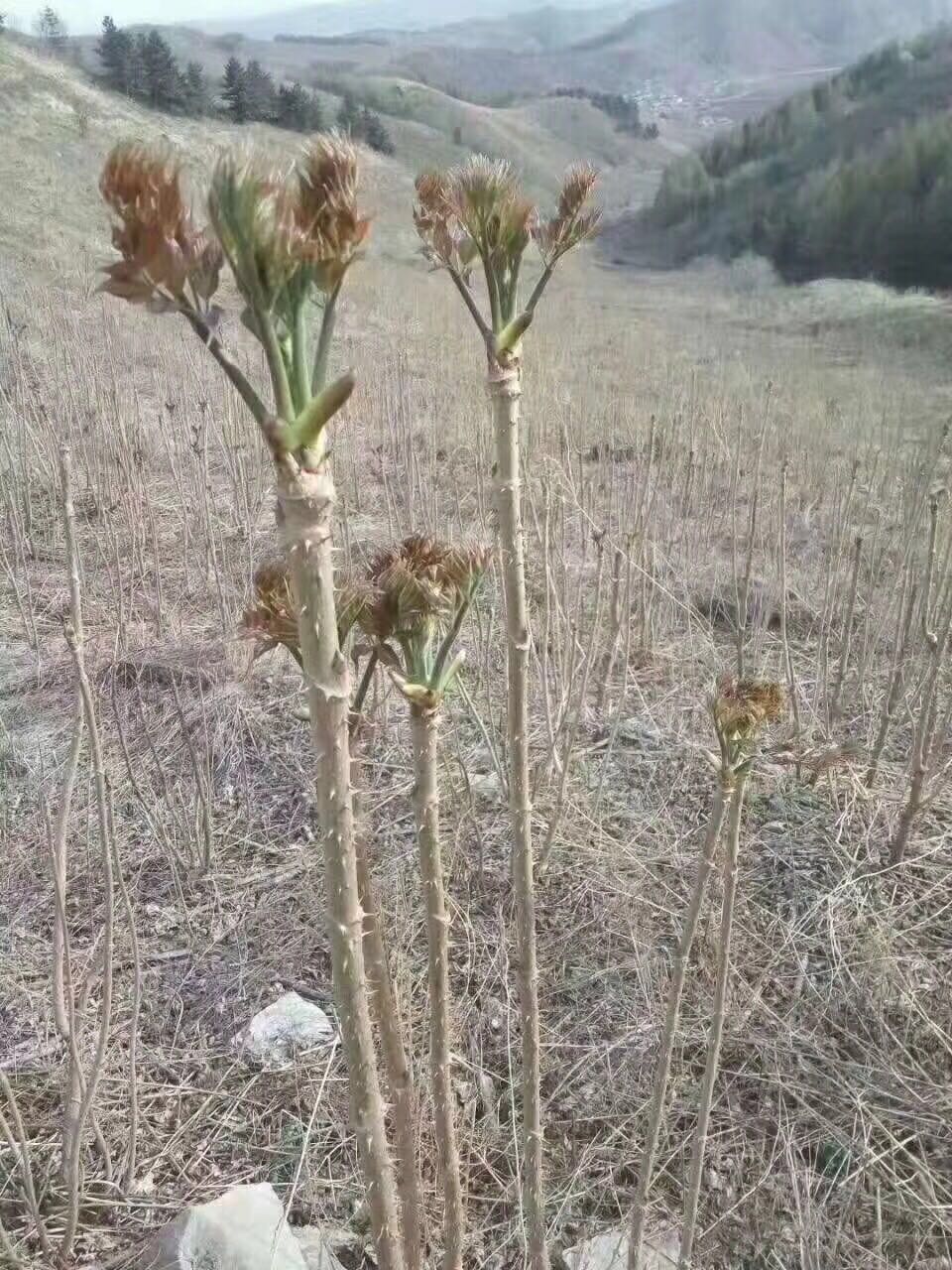 这100种野菜很常见，也很美味，可惜很多人不认识，白白错过美食