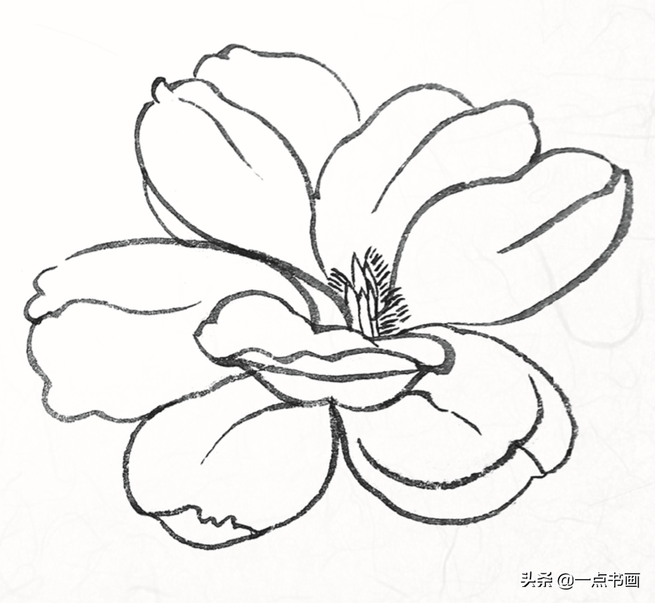 白描玉兰花与桃花画法，简单易上手