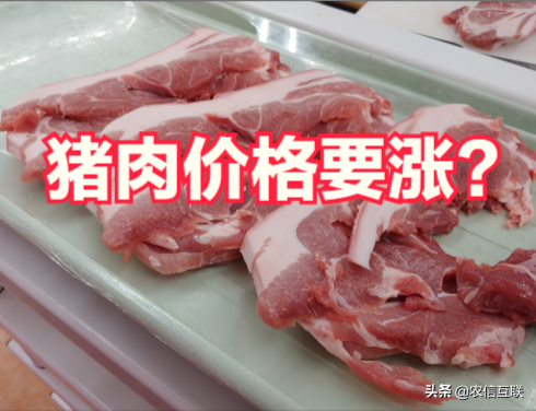 今日猪价行情｜26省猪价上涨，这次能涨多久？要告别便宜肉了？