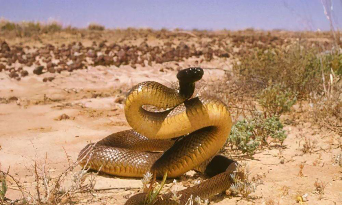 全球致命的十大毒蛇，分别是谁？它们的毒液有着怎样的危险？