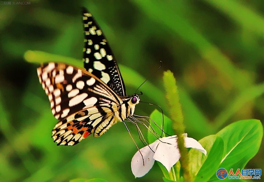世界最为艳丽的昆虫-蝴蝶