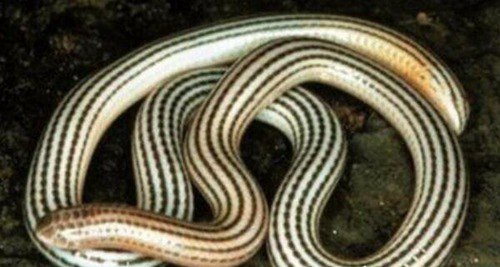 世界上最稀有的蛇