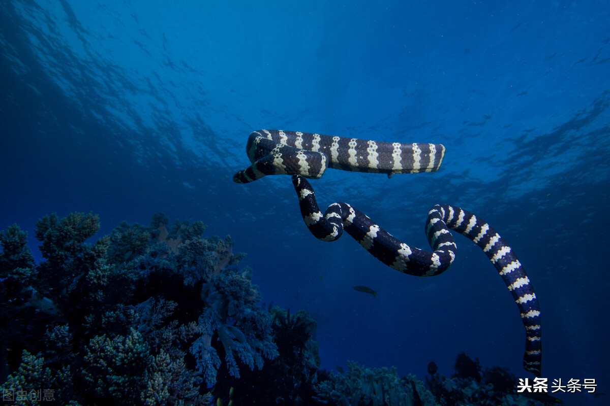 世界上最致命的蛇：海蛇，毒性为眼镜蛇的两倍