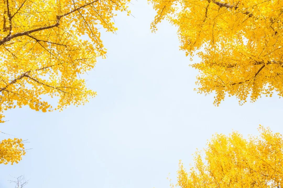 10首最美的秋分诗词，浅遇一季秋，足以醉红尘