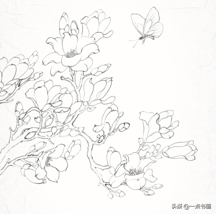 白描玉兰花与桃花画法，简单易上手