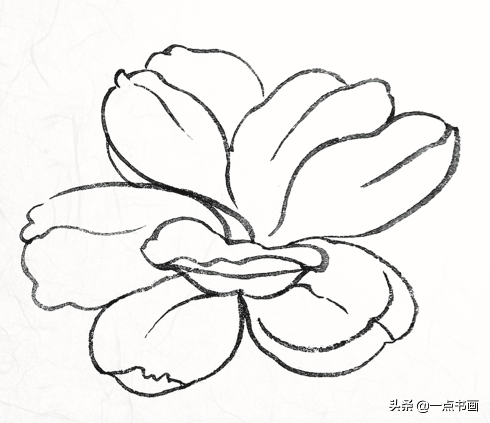 白描玉兰花与桃花画法，简单易上手