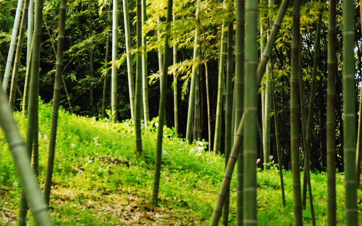 竹子有五大特点，做人若能学到一二，你必定能够成才