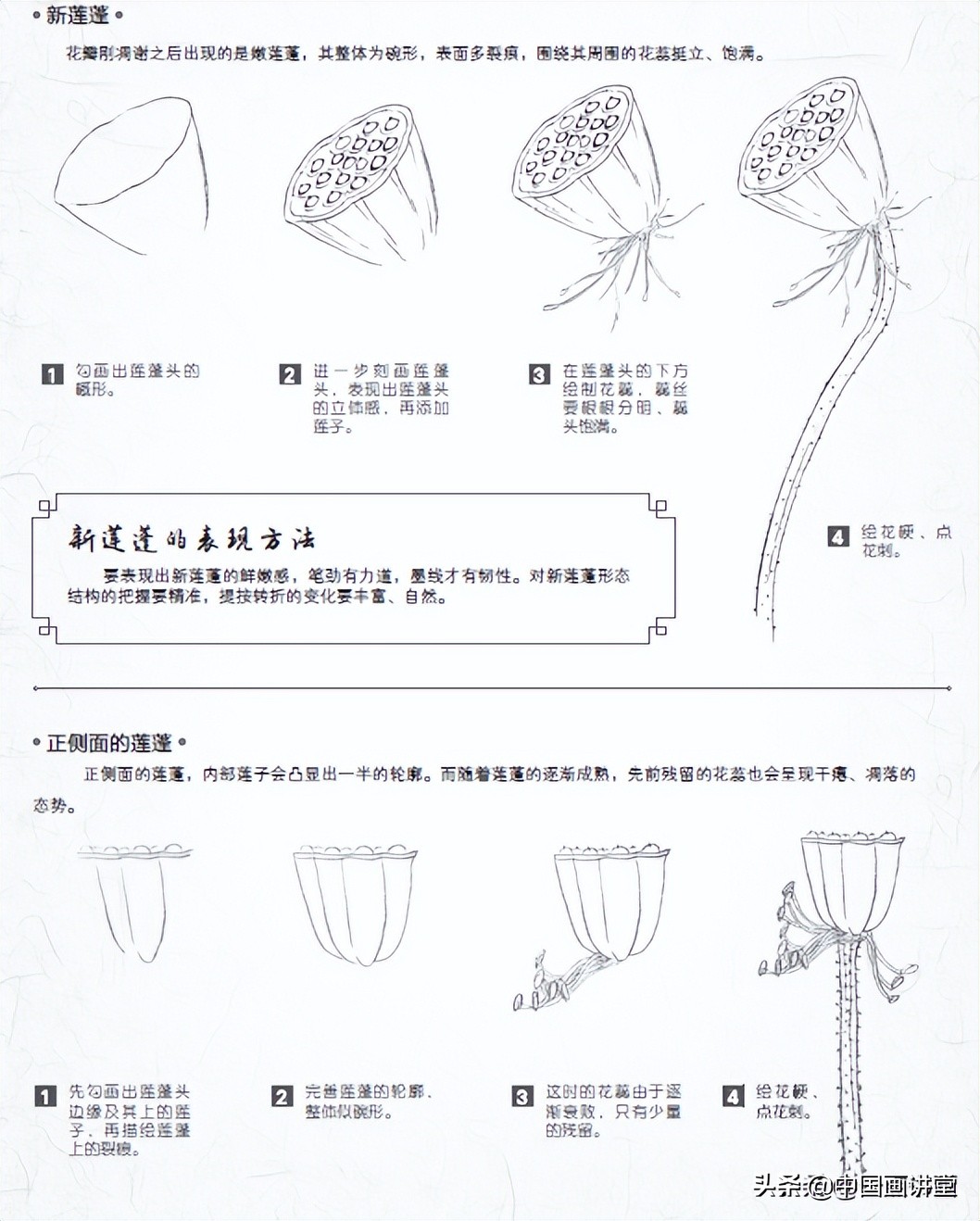 白描玉兰花与桃花画法，简单易上手