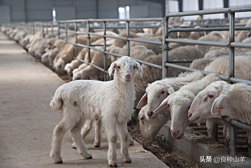 圈养是现代养羊发展方向，圈养羊的喂养方法，大规模养殖效益好