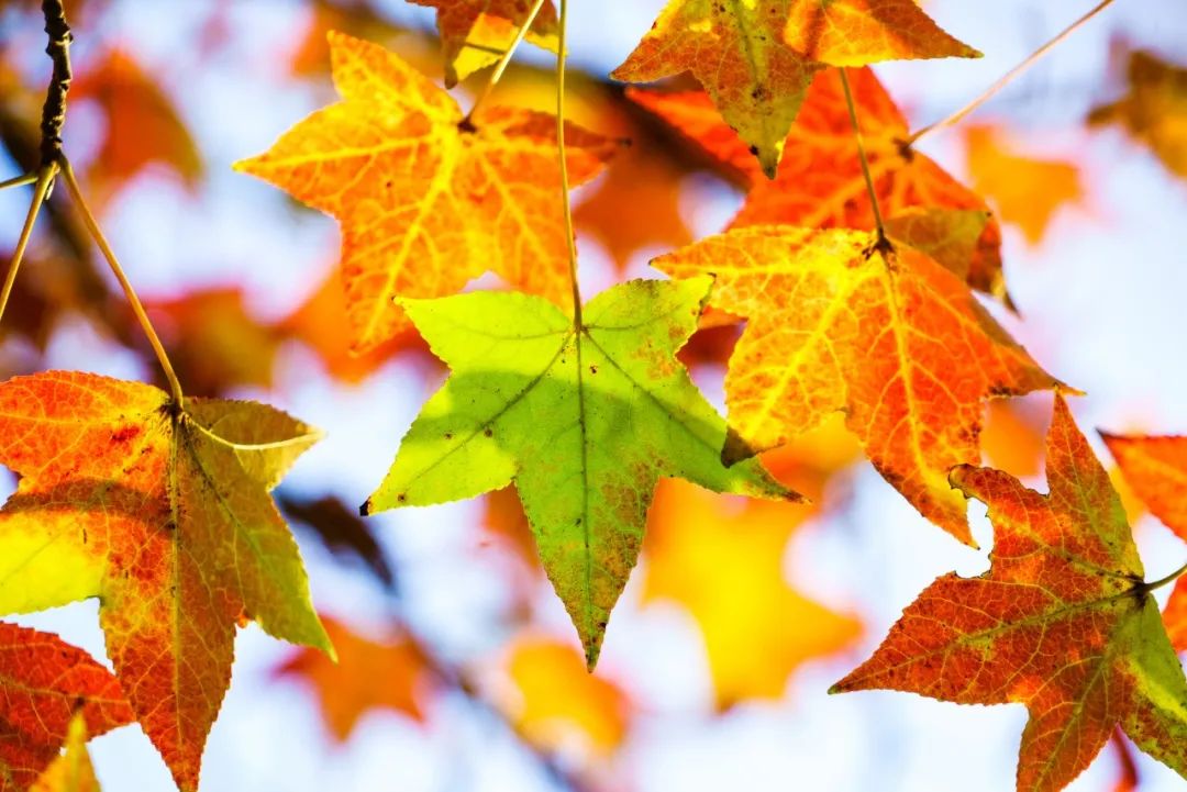 10首最美的秋分诗词，浅遇一季秋，足以醉红尘