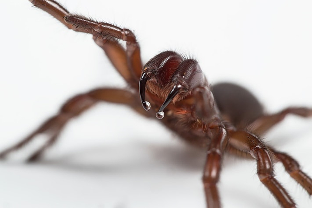 这些蜘蛛为何对人类如此致命？科研人员：“不幸的进化巧合”