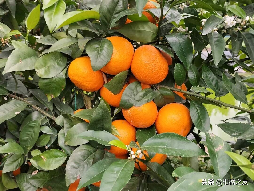 4月7日，柑橘产区行情信息，沃柑好果涨到三块多