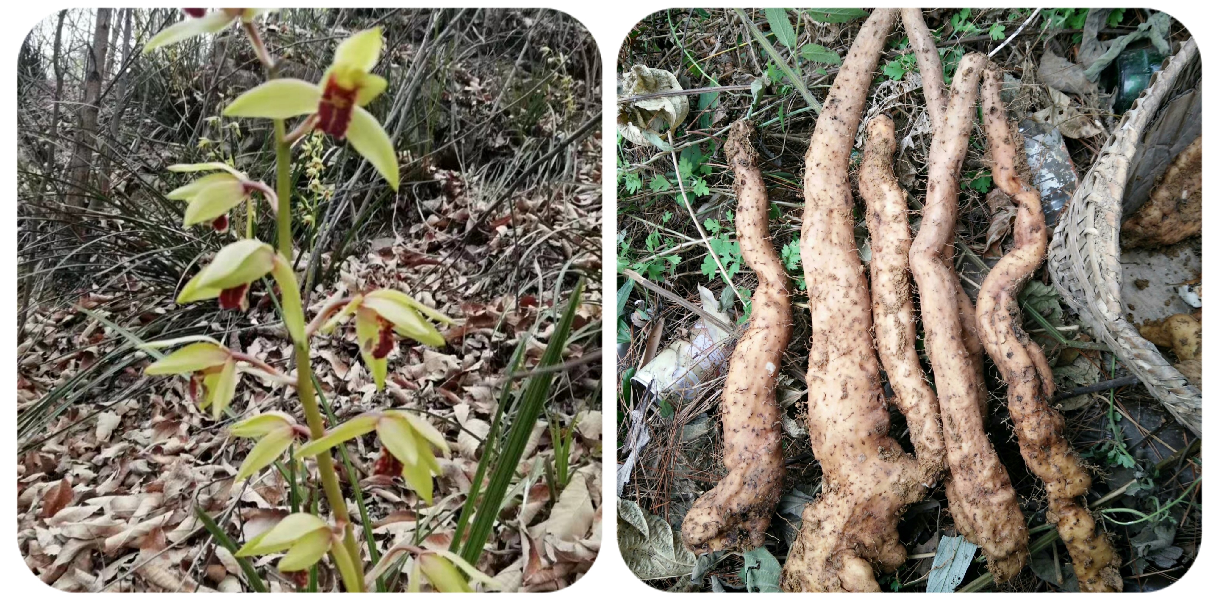 120种野菜介绍，图名并茂，快来认识一下！涨知识不吃亏