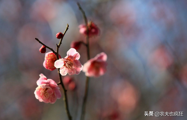 20日迎春分节气，春分是啥意思？俗语“春分有雨是丰年”有道理吗