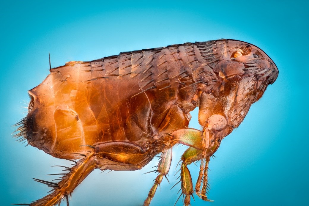 系统发育基因组学揭开跳蚤的身世之谜