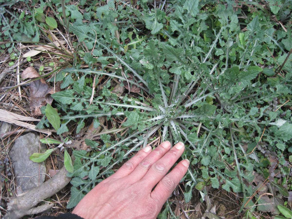 120种野菜介绍，图名并茂，快来认识一下！涨知识不吃亏