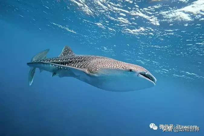 世界上体型最大的鱼类-鲸鲨