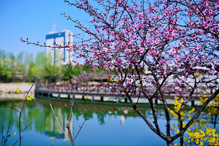 日照市五莲县——山城花季 绽放美丽