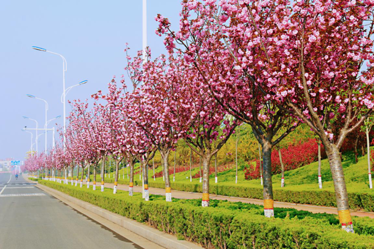 日照市五莲县——山城花季 绽放美丽