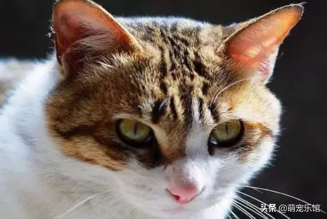 曾经的皇家贡品：四川简州猫