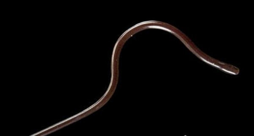 世界上最稀有的蛇