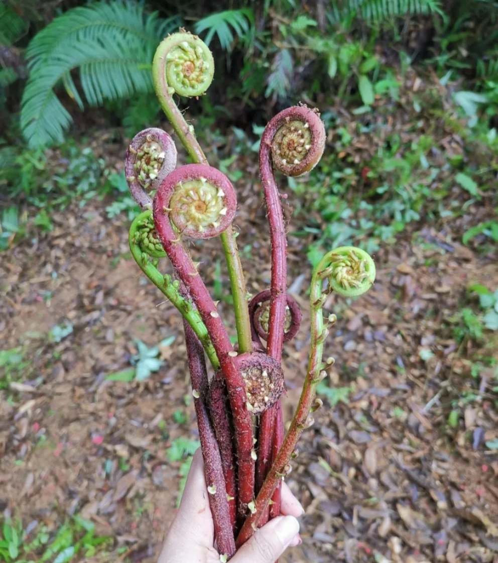 120种野菜介绍，图名并茂，快来认识一下！涨知识不吃亏