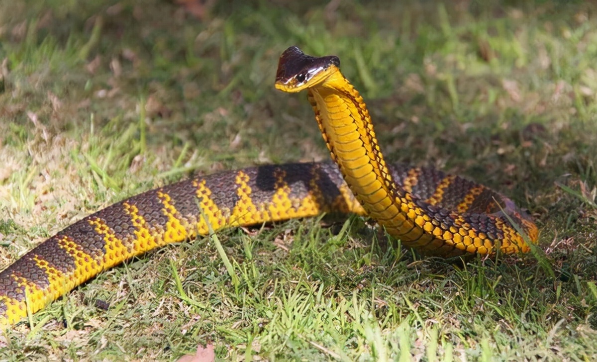 世界十大毒蛇排名 印度眼镜蛇居然不是排第一