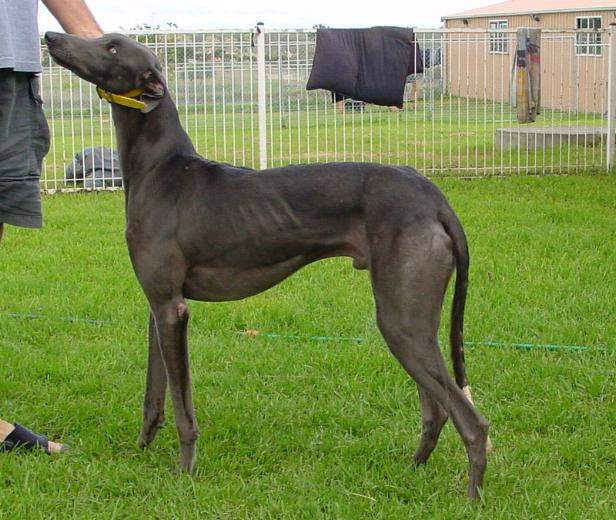 这12种著名的大型犬，知道5个以上，算你厉害