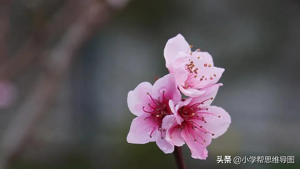 描写桃花的好词好句好段，为孩子写作添光彩