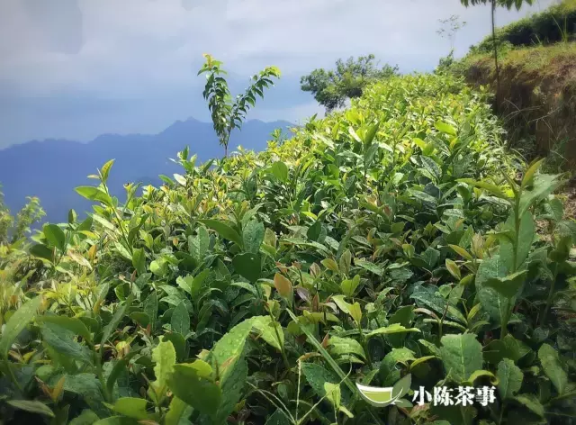 东方美人茶 | 国内唯一一款由英国女皇赐名的茶？