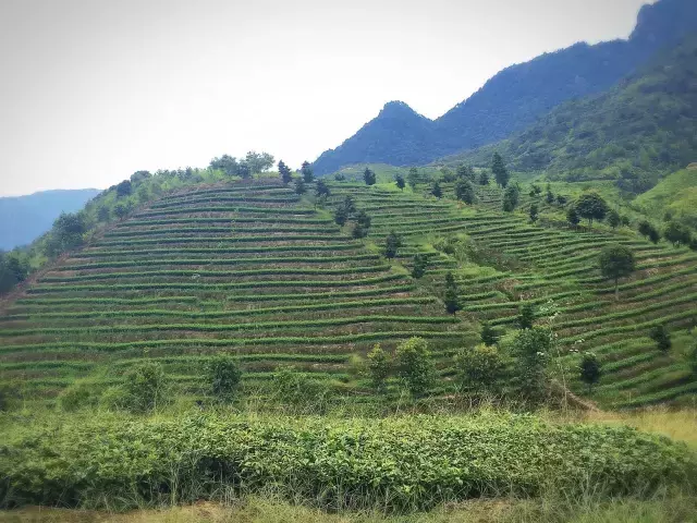 东方美人茶 | 国内唯一一款由英国女皇赐名的茶？