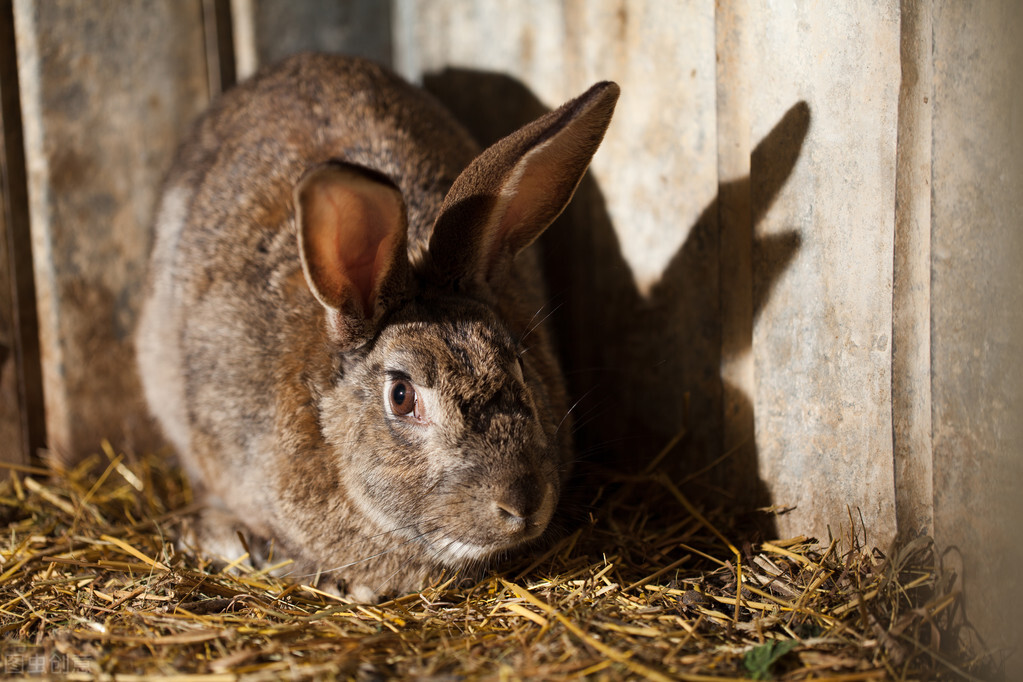 兔子一年能生8窝，繁殖如此多，农民为啥不养殖兔子致富？
