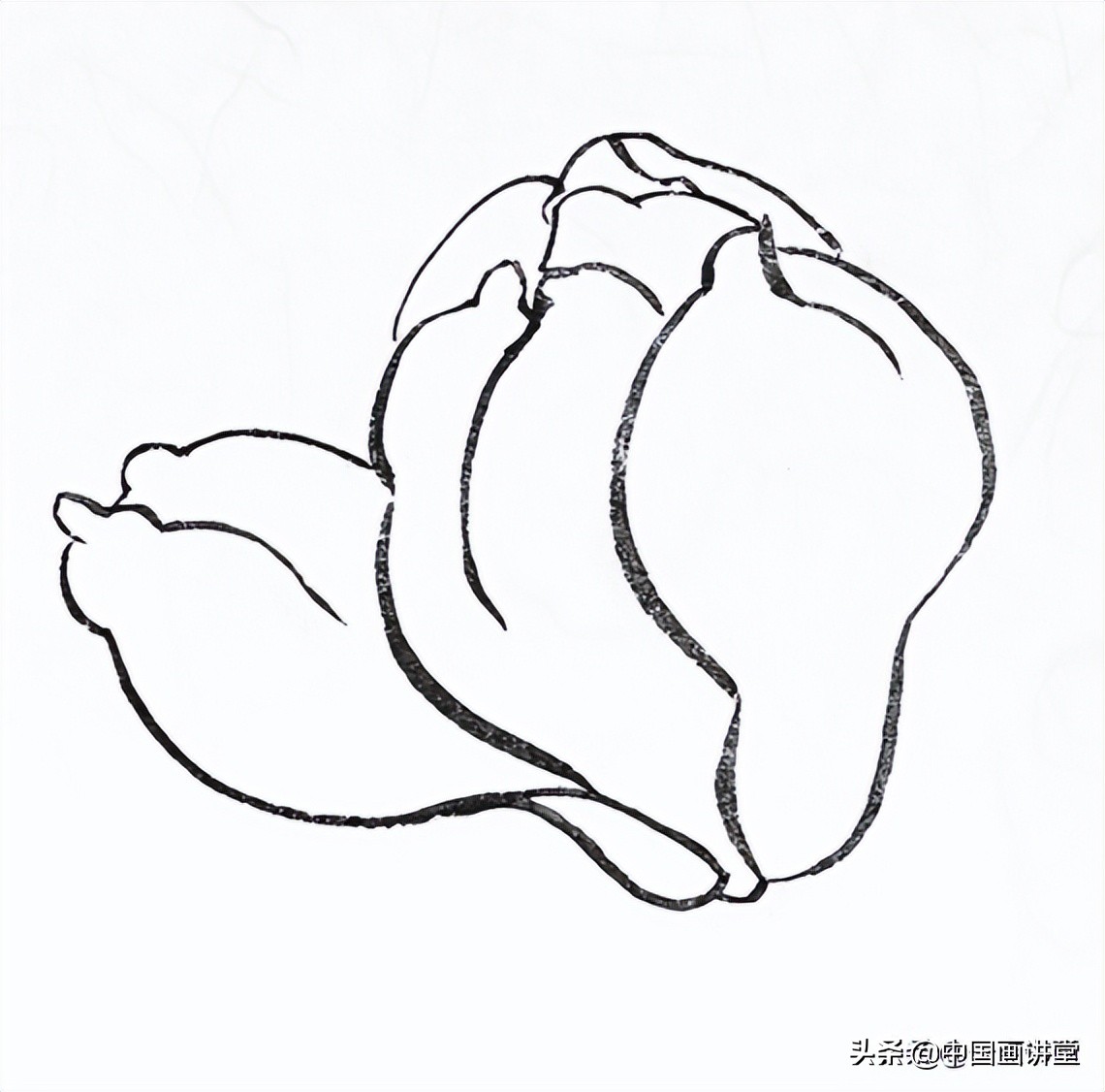 白描玉兰花与桃花画法，简单易上手