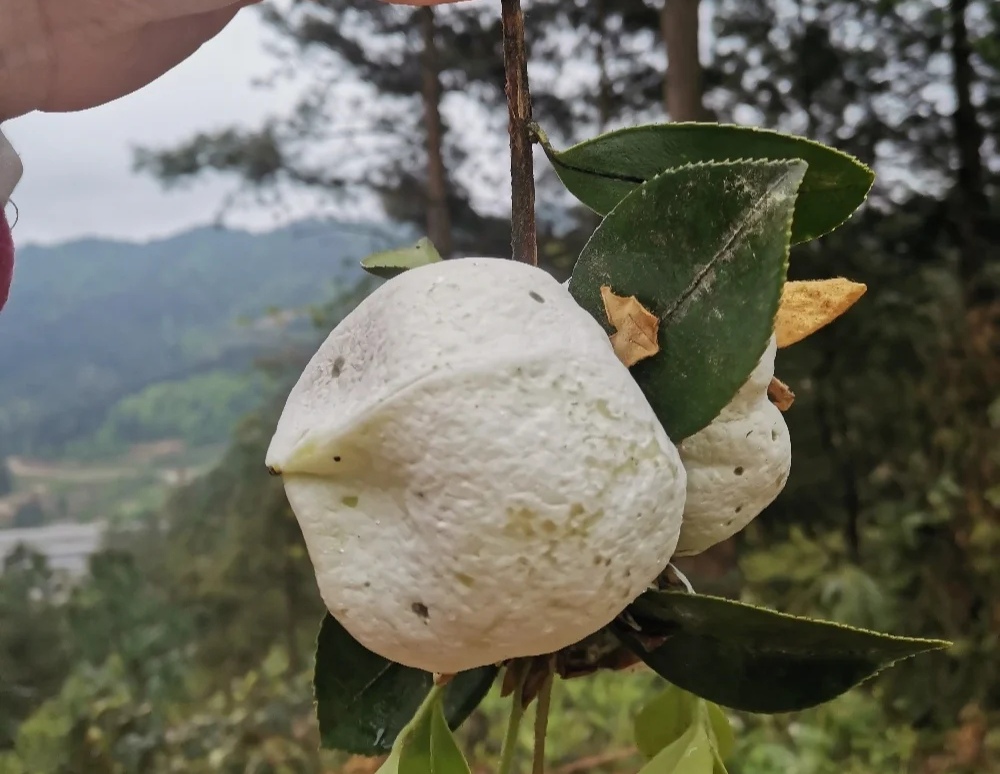 120种野菜介绍，图名并茂，快来认识一下！涨知识不吃亏